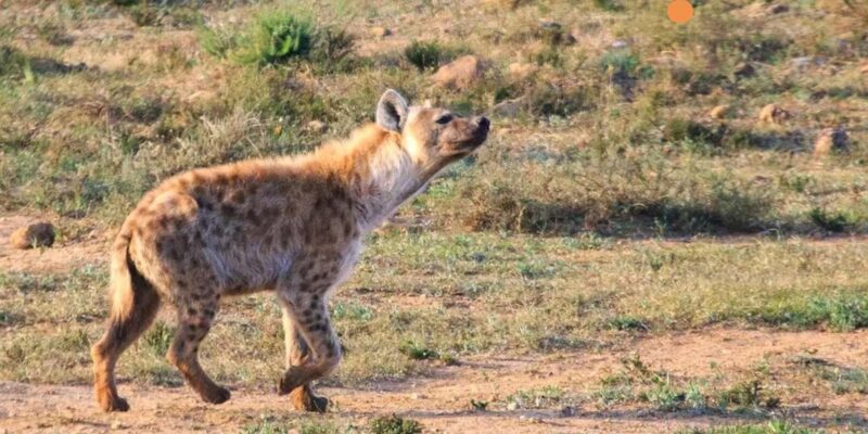Port Elizabeth: 3-Day Addo Elephant National Park Safari - Inclusions and Exclusions