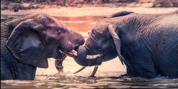 Port Elizabeth: 3-Day Addo Elephant National Park Safari - Highlights of the Tour