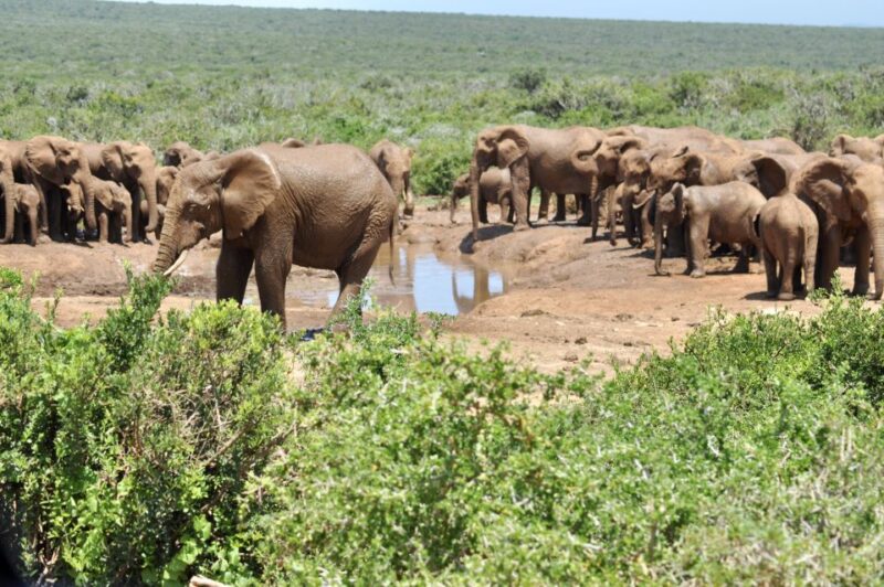 Port Elizabeth: Addo Elephant Park Full-Day Safari - Key Points
