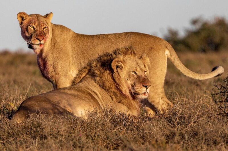 Port Elizabeth: Addo Elephant Park Full-Day Safari - Itinerary Details