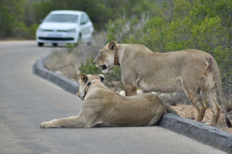 Port Elizabeth: Addo Elephant Park Full-Day Safari - Highlights of the Safari