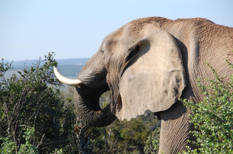 Port Elizabeth: Addo Elephant Park Full-Day Safari - Inclusions and Amenities