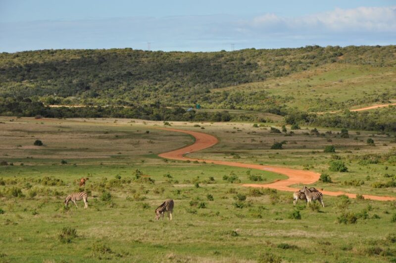 Port Elizabeth: Addo Elephant Park Full-Day Safari - Pricing and Booking