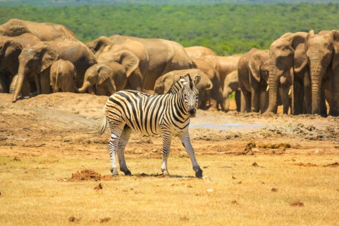 Port Elizabeth: Addo Elephant Park Full-Day Safari - Pickup and Drop-off Locations
