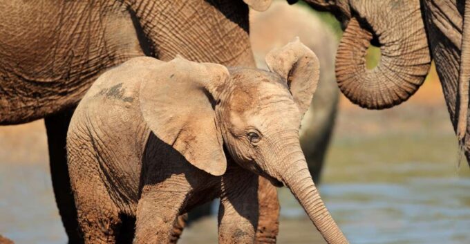 Port Elizabeth: Addo Elephant Park Full-Day Safari - Wildlife Encounters
