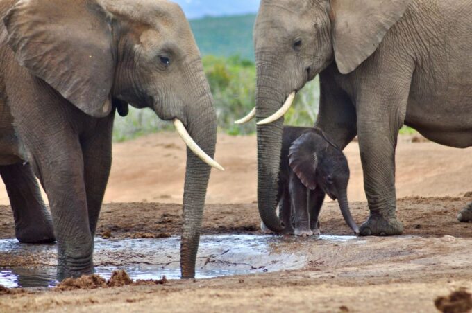 Port Elizabeth: Addo Elephant Park Full-Day Safari - Panoramic Views