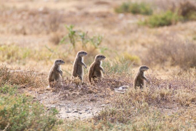 Port Elizabeth: Addo Elephant Park Full-Day Safari - Frequently Asked Questions