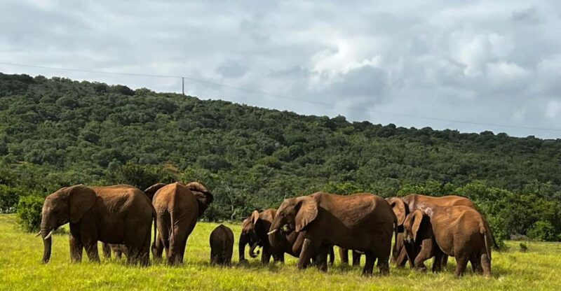 Port Elizabeth: Addo Elephant Park Shore Excursion & Safari - Key Points