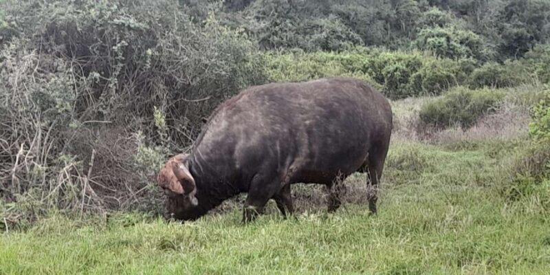 Port Elizabeth: Addo Elephant Park Shore Excursion & Safari - Wildlife and Biodiversity