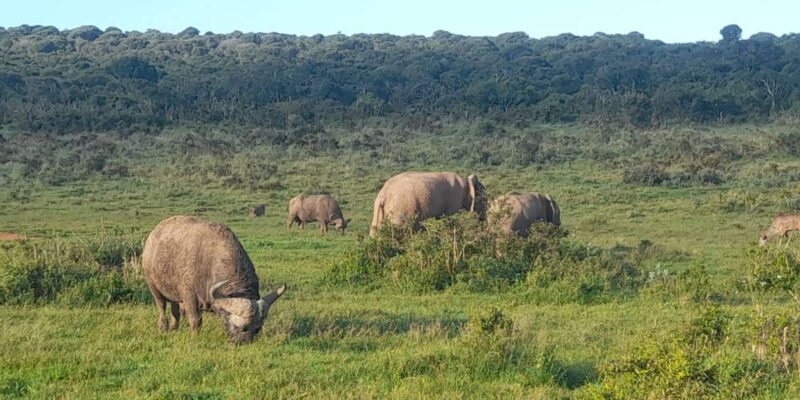Port Elizabeth: Addo Elephant Park Shore Excursion & Safari - Booking and Cancellation Policies