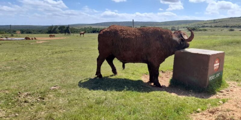 Port Elizabeth: Addo Elephant Park Shore Excursion & Safari - Customer Feedback