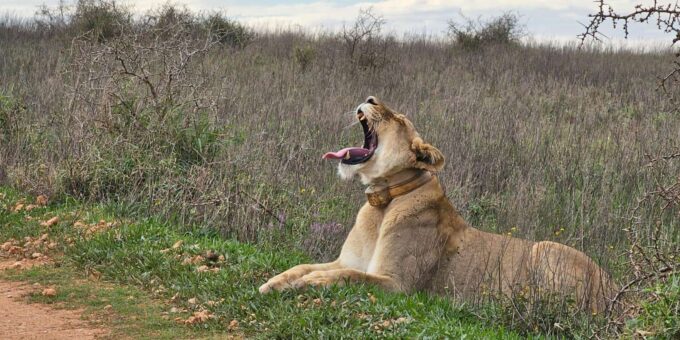Port Elizabeth: Addo Elephant Park Shore Excursion & Safari - Pickup Locations