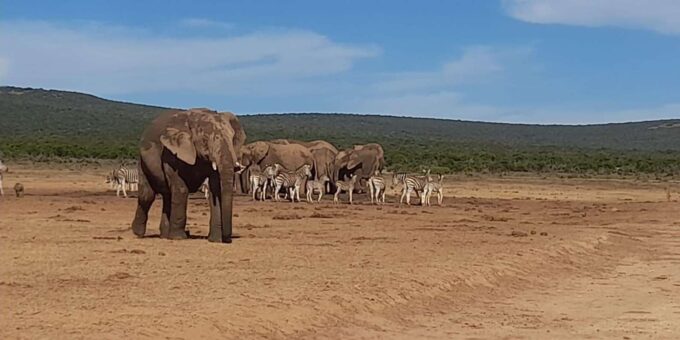 Port Elizabeth: Addo Elephant Park Shore Excursion & Safari - Transportation and Activities