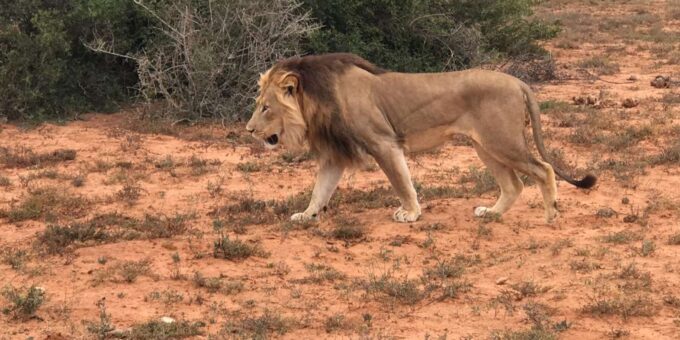 Port Elizabeth: Addo Elephant Park Shore Excursion & Safari - Drop-off Locations