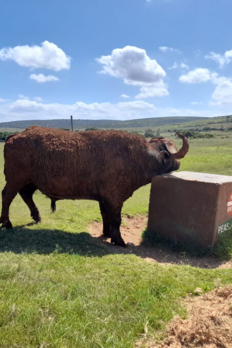 Port Elizabeth: Addo Elephant Park Shore Excursion & Safari - Frequently Asked Questions