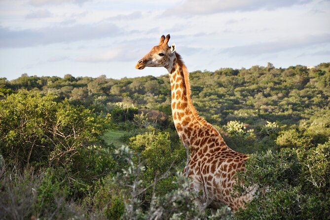 Port Elizabeth Safari and City Tour From Gqeberha - Safari Experience