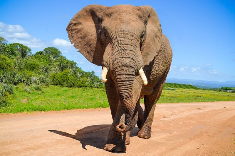 Port Elizabeth: Schotia Game Reserve Safari With Port Pickup - Key Points