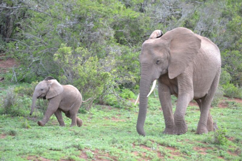 Port Elizabeth: Schotia Game Reserve Safari With Port Pickup - Inclusions