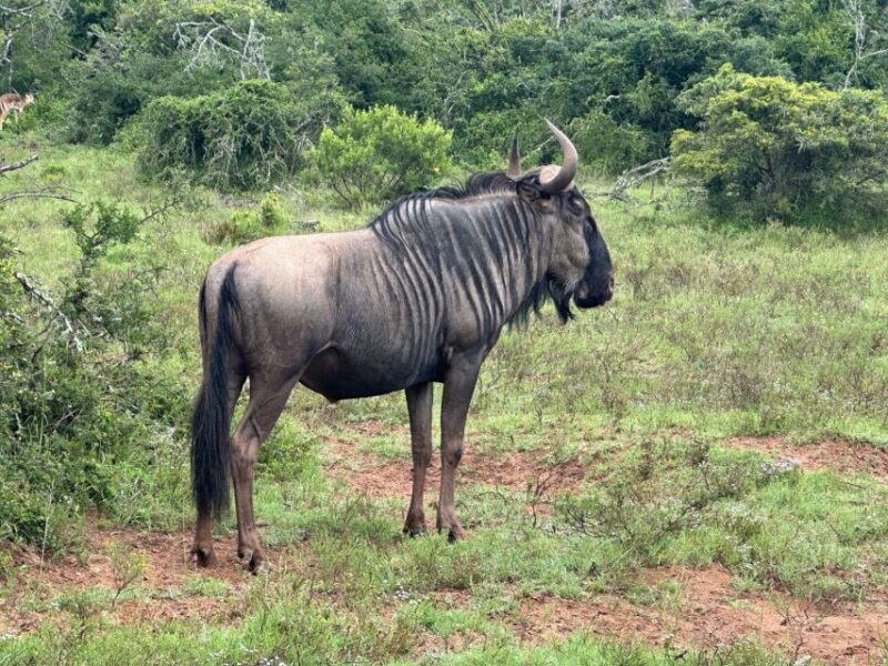 Port Elizabeth: Schotia Game Reserve Safari With Port Pickup - Mobility Restrictions