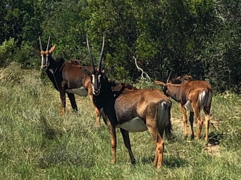 Port Elizabeth: Schotia Game Reserve Safari With Port Pickup - Wildlife Viewing