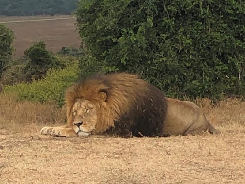 Port Elizabeth: Schotia Game Reserve Safari With Port Pickup - Frequently Asked Questions