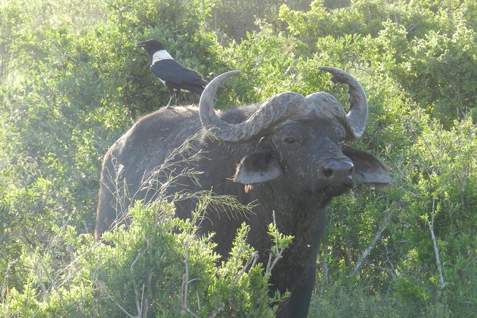 Port Elizabeth Shore Excursion: Addo Elephant Full Day Safari &BraaiLunch(BBQ) - Overview and Inclusions