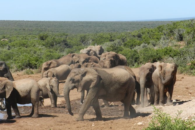 Port Elizabeth Shore Excursion: Addo Elephant Full Day Safari &BraaiLunch(BBQ) - Small Group Experience