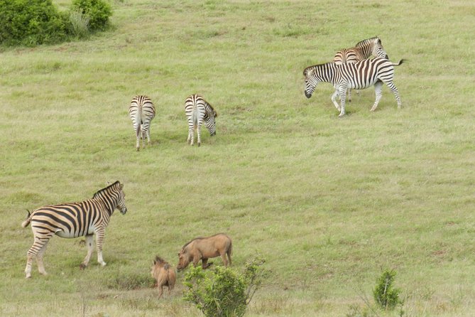 Port Elizabeth Shore Excursion: Addo Elephant Full Day Safari &BraaiLunch(BBQ) - Expert Guide Commentary