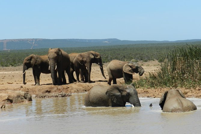 Port Elizabeth Shore Excursion: Addo Elephant Full Day Safari &BraaiLunch(BBQ) - Accessibility and Logistics