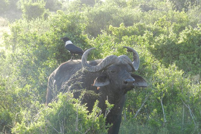Port Elizabeth Shore Excursion: Addo Elephant Full Day Safari &BraaiLunch(BBQ) - Glowing Reviews