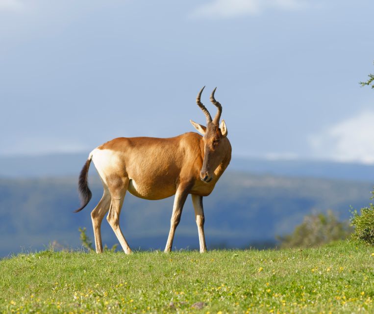 Port Elizabeth: Shore Excursion to Addo Elephant Park Safari - Key Points