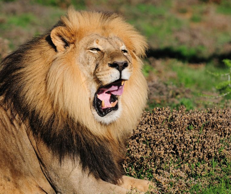 Port Elizabeth: Shore Excursion to Addo Elephant Park Safari - Travel to Addo Elephant Park