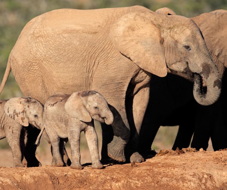 Port Elizabeth: Shore Excursion to Addo Elephant Park Safari - Optional Additional Game Drive