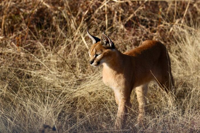 Port Elizabeth: Shore Excursion to Addo Elephant Park Safari - Frequently Asked Questions