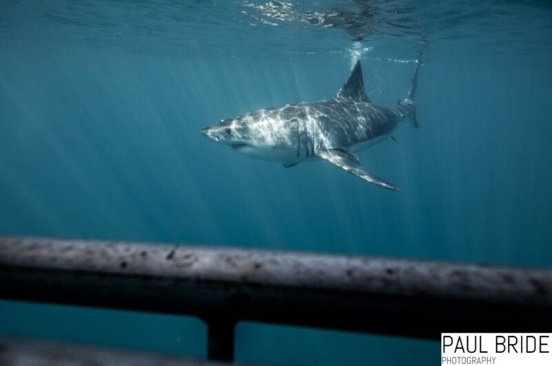 Port Elizabeth, South Africa, Great White Shark Cage Diving - Activity Overview