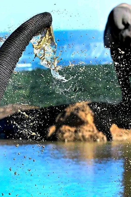 Port Elizabheth: Addo Elephant Park Private Safari - Private Addo Elephant National Park Safari