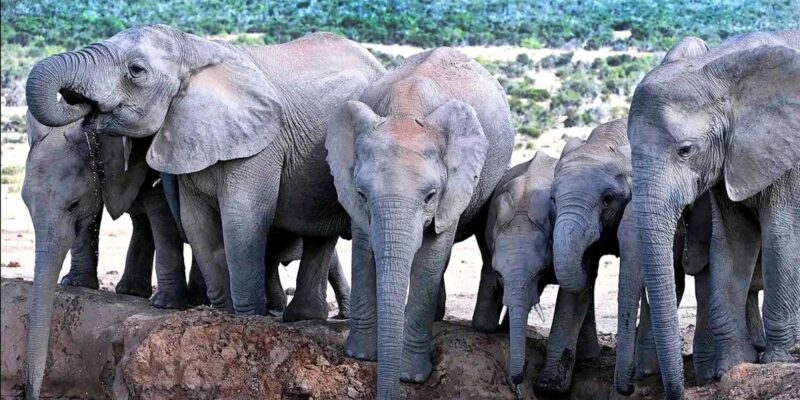 Port Elizabheth: Addo Elephant Park Private Safari - Duration and Inclusions