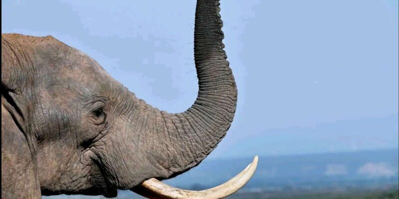 Port Elizabheth: Addo Elephant Park Private Safari - Pickup and Itinerary
