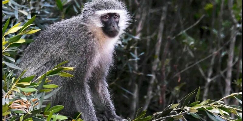 Port Elizabheth: Addo Elephant Park Private Safari - Traditional South African Braai Lunch