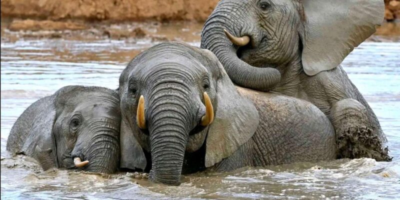 Port Elizabheth: Addo Elephant Park Private Safari - Comfortable Private Air-Conditioned Vehicle