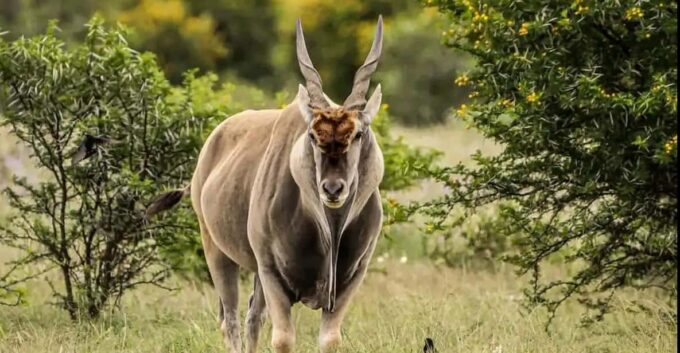 Port Elizabheth: Addo Elephant Park Private Safari - Park Entrance and Conservation Fees