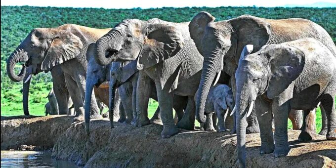 Port Elizabheth: Addo Elephant Park Private Safari - Highlights of the Safari