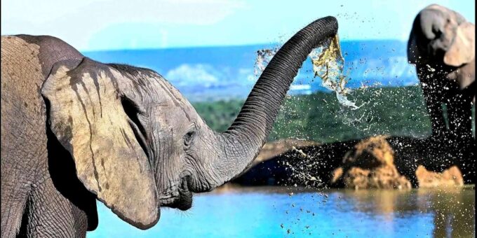 Port Elizabheth: Addo Elephant Park Private Safari - Frequently Asked Questions