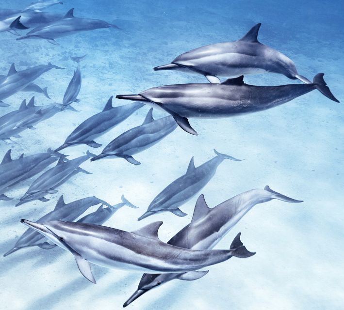 Port Ghalib: Sataya Reefs Dolphin Snorkel Cruise With Lunch - Key Points