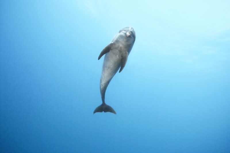 Port Ghalib: Sataya Reefs Dolphin Snorkel Cruise With Lunch - Itinerary and Experience Details