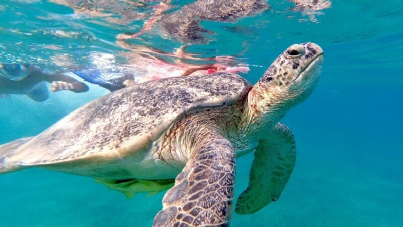 Port Ghalib: Sataya Reefs Dolphin Snorkel Cruise With Lunch - Included Services and Amenities