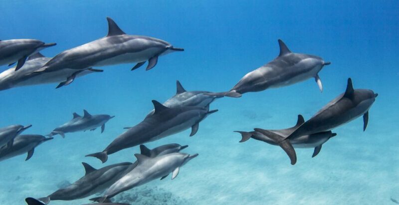 Port Ghalib: Sataya Reefs Dolphin Snorkel Cruise With Lunch - Highlights of the Excursion