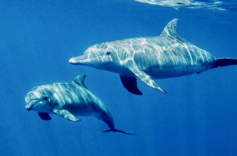 Port Ghalib: Sataya Reefs Dolphin Snorkel Cruise With Lunch - Participant Information