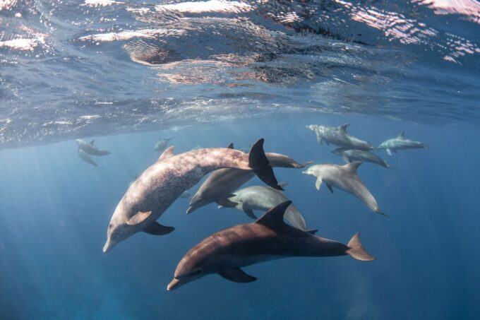 Port Ghalib: Sataya Reefs Dolphin Snorkel Cruise With Lunch - Transportation and Logistics