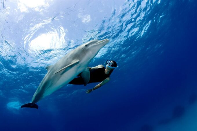Port Ghalib: Sataya Reefs Dolphin Snorkel Cruise With Lunch - Customer Ratings and Reviews